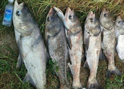 海刚钓鱼饵料怎么配好？这份详细教程让你轻松上鱼！