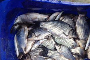 在家自制鱼饵料,简单易行的钓鱼技巧 在家自制鱼饵料,简单易行的钓鱼技巧