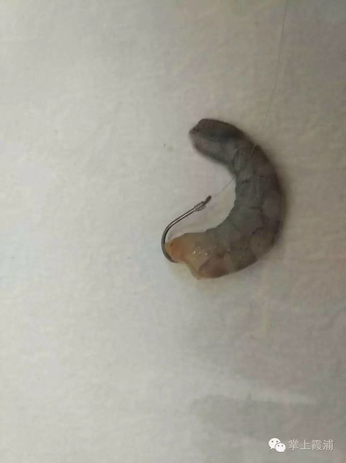 黑蚯蚓,钓鱼高手的秘密武器 黑蚯蚓,钓鱼高手的秘密武器