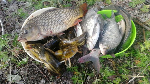 科学配饵，钓大鱼的窝料与饵料黄金配合法则