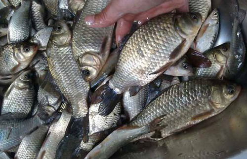 野钓钓鱼饵料怎么开，从入门到精通的实战指南