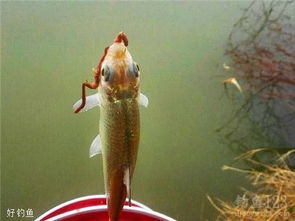 饵料怎么挂？这5招让你的钓鱼产品销量翻倍！