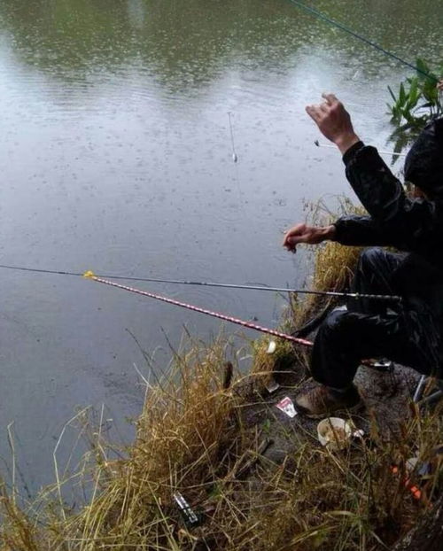 下雨天钓鱼饵料放置全攻略 下雨天钓鱼饵料放置全攻略