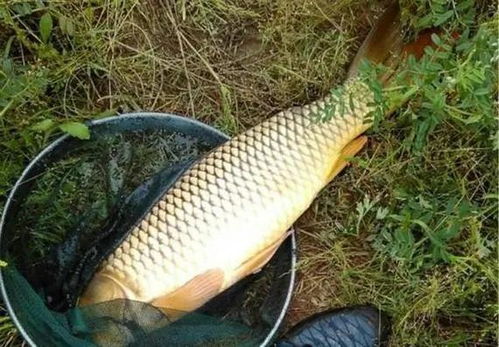 辽宁春季钓鱼饵料全攻略,把握时机,精准选择 辽宁春季钓鱼饵料全攻略,把握时机,精准选择