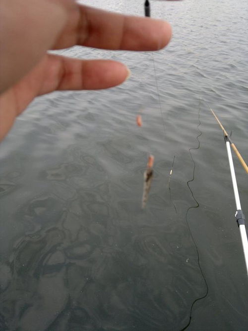 钓鱼饵料双插盘的使用方法,提升垂钓效率的实用技巧 钓鱼饵料双插盘的使用方法,提升垂钓效率的实用技巧