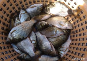 纺车瓶钓鱼饵料制作与使用全攻略