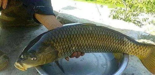 不打窝也能钓大鱼！自制饵料秘籍全解析