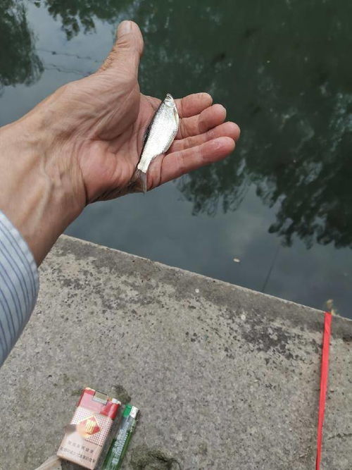 钓鱼饵料不散开的秘籍，掌握这几点，鱼儿争先恐后咬钩！