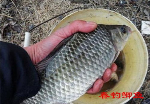 春季钓鱼必看，用面制作无敌饵料的秘诀