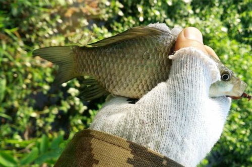 纸片钓鱼饵料的制作与使用技巧，让鱼儿疯狂咬钩的秘密武器