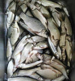 鱼钓饵料怎么雾化的快呢?这5招教你轻松搞定! 鱼钓饵料怎么雾化的快呢?这5招教你轻松搞定!