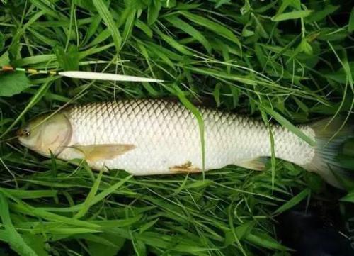 家庭自制钓鱼饵料,省钱又有效的钓鱼秘诀 家庭自制钓鱼饵料,省钱又有效的钓鱼秘诀