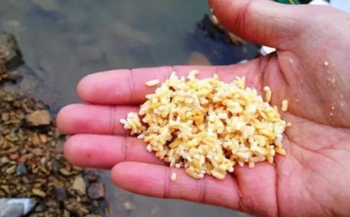 八爪钩钓鱼饵料绑法,从入门到精通 八爪钩钓鱼饵料绑法,从入门到精通