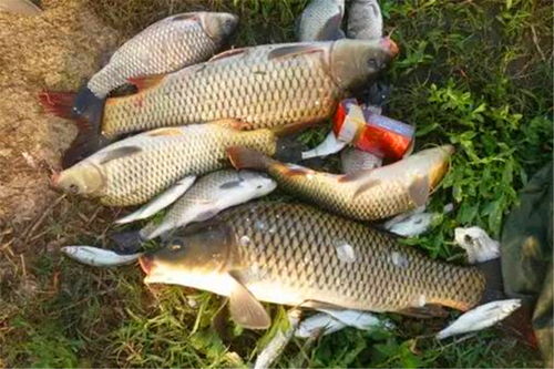 野塘钓鱼饵料秘籍，让你的鱼儿争先恐后咬钩！