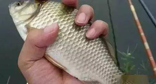 钓鱼饵料怎么拌拉饵好?掌握这5个技巧,鱼儿见了都疯狂咬钩! 钓鱼饵料怎么拌拉饵好?掌握这5个技巧,鱼儿见了都疯狂咬钩!