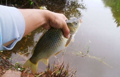钓鱼饵料怎么变黄油了呢?原因竟然是… 钓鱼饵料怎么变黄油了呢?原因竟然是…