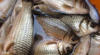雨后钓鱼饵料怎么调漂?这些技巧让你轻松上鱼! 雨后钓鱼饵料怎么调漂?这些技巧让你轻松上鱼!