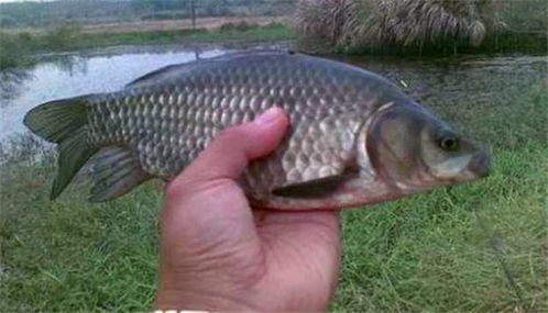 玉米搭配钓鱼饵料怎么样？这份搭配指南让你的鱼获翻倍！