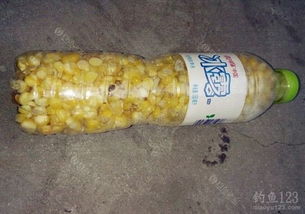 野钓钓鱼饵料怎么选择