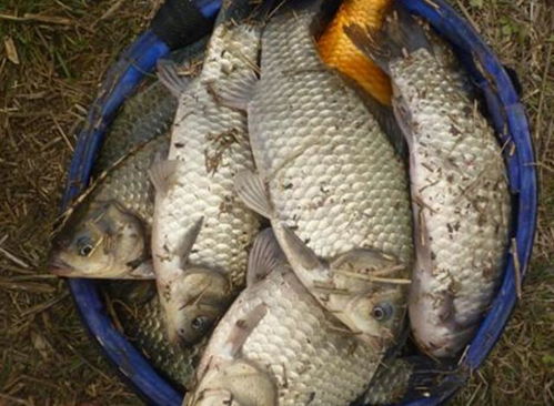 特别腥钓鱼饵料怎么配?这份配方让你鱼获满满! 特别腥钓鱼饵料怎么配?这份配方让你鱼获满满!