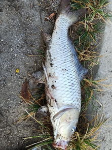 小虾米钓鱼饵料怎么用？这份详细指南让你轻松上鱼！