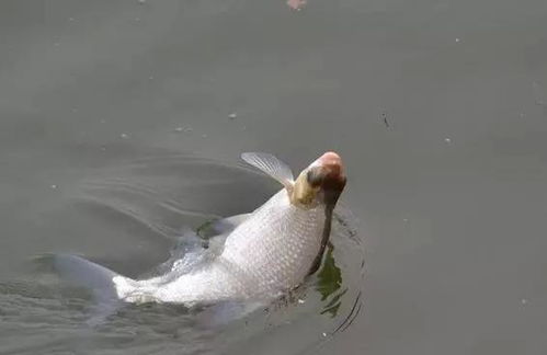 矮缸钓鱼饵料搭配秘籍，让鱼儿主动上钩的秘诀