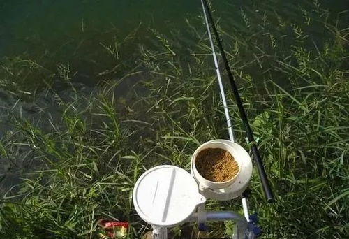 揭秘草钩钓鱼饵料制作，从零开始的实战教程