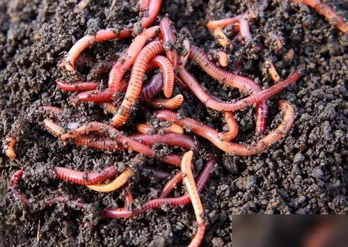 秋日野钓秘籍,蚯蚓饵料的活用之道 秋日野钓秘籍,蚯蚓饵料的活用之道