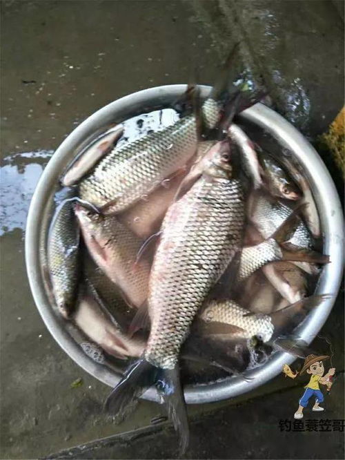 玉米调漂钓鱼饵料的快速调漂技巧，让你轻松上鱼！