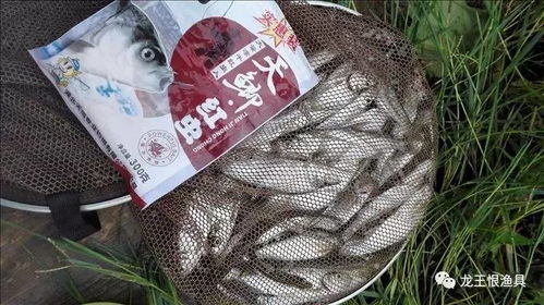 散炮钓鱼饵料搭配秘籍，让鱼儿疯狂咬钩