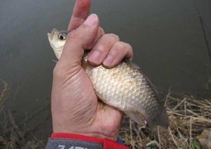红眼钓鱼饵料怎么样 红眼钓鱼饵料怎么样