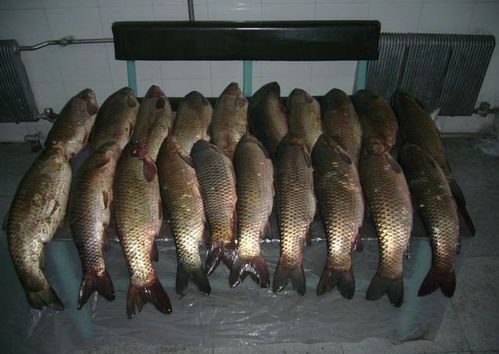 狂鲤钓鱼饵料配比指南,结合图片详解 狂鲤钓鱼饵料配比指南,结合图片详解