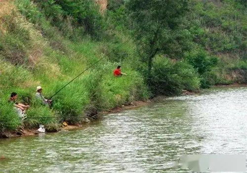 水库钓鱼秘籍,如何精准选择渔道与饵料? 水库钓鱼秘籍,如何精准选择渔道与饵料?