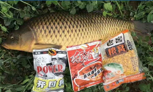 河里钓鱼饵料残留怎么办？科学处理与环保建议