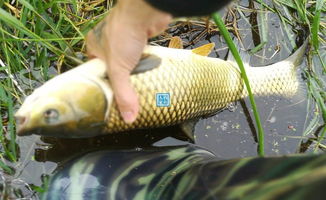 秋季谷麦钓鱼饵料怎么配？这份配方指南让你轻松钓大鱼！