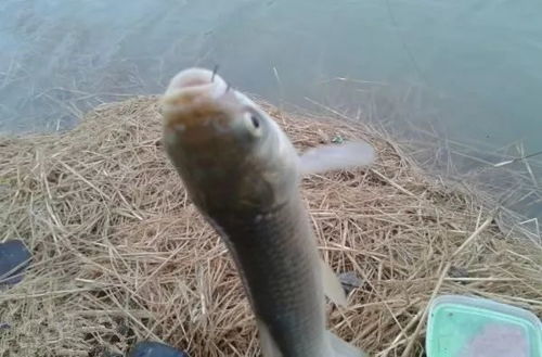 纯蚯蚓钓鱼饵料怎么配好？这份专业配方让你鱼获翻倍