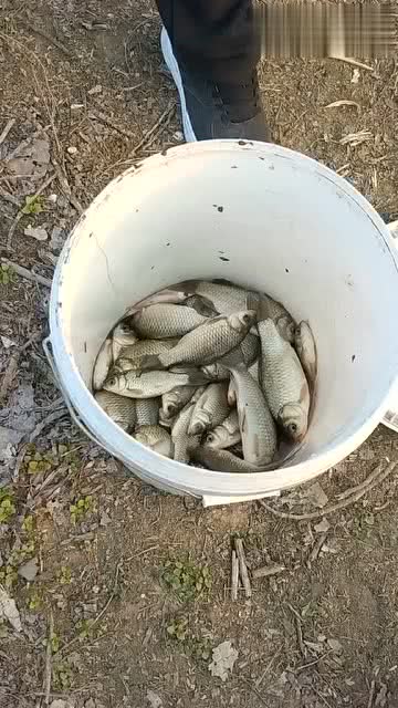 大棚钓鱼饵料浓淡怎么办？这些技巧让你鱼儿争先恐后