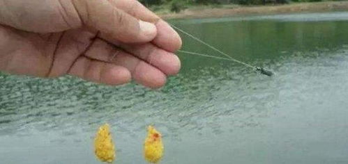 钓鱼饵料怎么调加鸡蛋，简单易学的教程