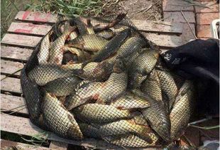 大蒜配钓鱼饵料怎么样？这招让鱼儿疯狂咬钩！