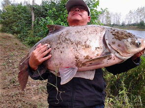 钓鱼饵料怎么钓到底线上，揭秘垂钓高手的饵料落底技巧