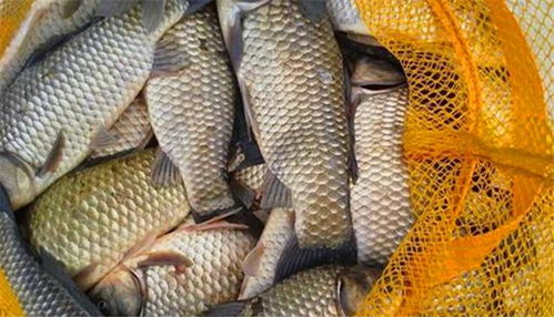 钓鱼饵料加东鹏怎么样？揭秘鱼儿疯狂咬钩的秘密武器！