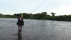 钓鱼王草鱼饵料怎么样?全面评测与使用心得