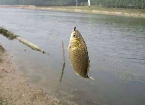 钓鱼饵料被老鼠偷吃怎么办?实用解决方案大揭秘