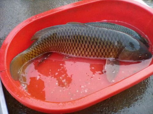 白包谷怎么做钓鱼饵料,天然诱饵的制作与使用全攻略