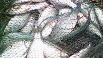 钓鱼高手必看,青台钓鱼饵料使用全攻略