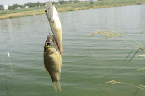 钓鱼饵料大粒子怎么用的?掌握这几点,鱼获翻倍!