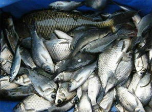 揭秘鲫鱼最爱的饵料配方,钓鱼成功率翻倍!