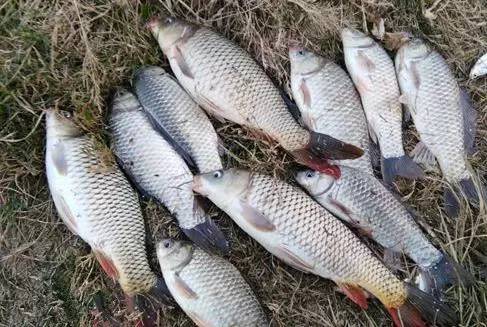 野外钓鱼饵料配比指南,从基础到实战技巧