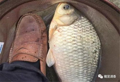 肥肉怎么做钓鱼饵料好吃