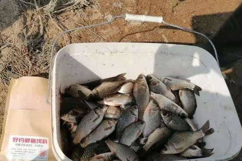 夏日钓鱼饵料不开口？高温下的饵料使用全攻略